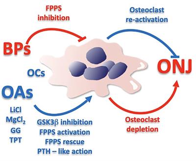 Local re-activation of osteoclast differentiation as a novel therapeutic strategy for osteonecrosis of the jaw